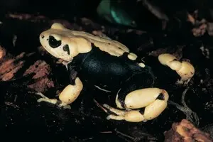 Учені знайшли нові види жаб, які народжують живих жабенят