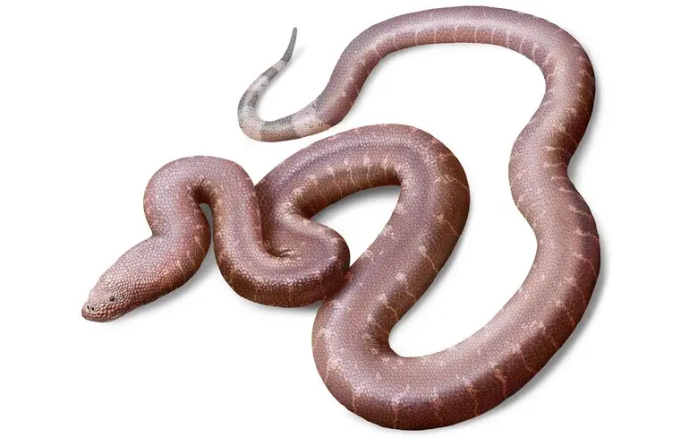 Новый ископаемый вид змеи Paradoxophidion richardoweni.