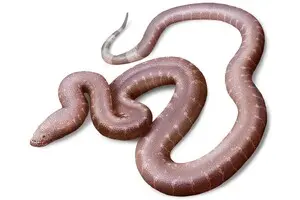 Дослідники виявили новий 