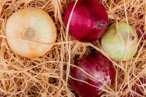 Рекордное снижение: в Украине подешевел лук