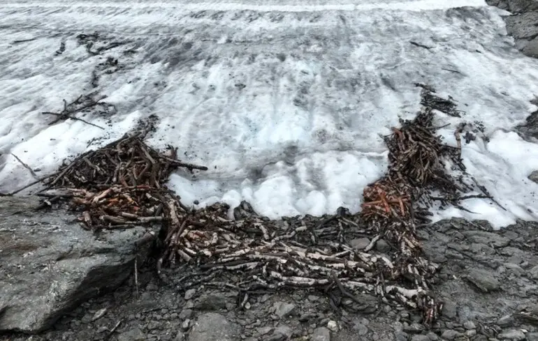 Показалася з льоду: у Норвегії знайшли пастку на оленів віком 1500 років