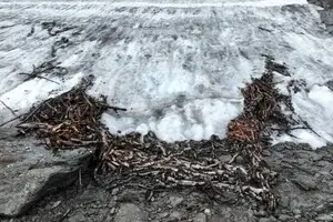 Показалася з льоду: у Норвегії знайшли пастку на оленів віком 1500 років