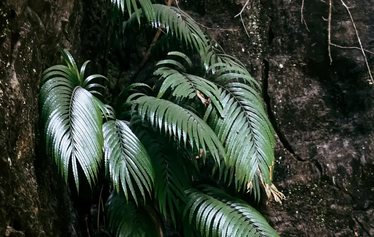 Папоротник Blechnum orientale