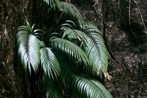 Вчені знайшли рослину з рідкісноземельними елементами: як таке можливо