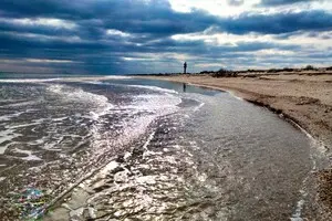 Мовчазний фронт: як війна знищує дельфінів у Чорному морі