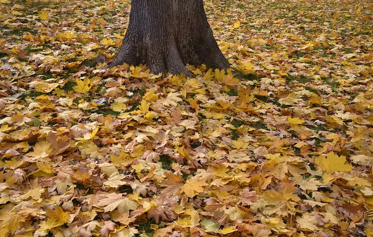 Нічні морози: синоптик попередив, де їх чекати