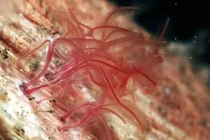 Черв'яки-зомбі зникають: вчені стурбовані