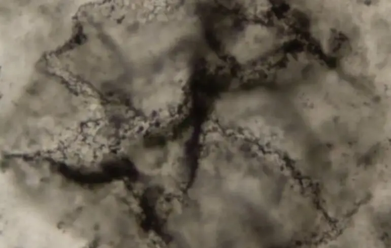 Вчені знайшли найдавніші сліди життя на Землі