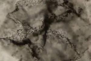 Вчені знайшли найдавніші сліди життя на Землі