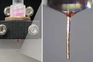 Науковці відкрили новий спосіб пересадки органів: як у цьому допоміг комар