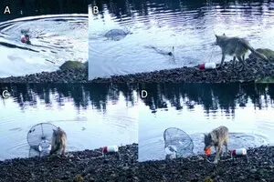 Вперше в світі: дикий вовк навчився користуватися пасткою для крабів