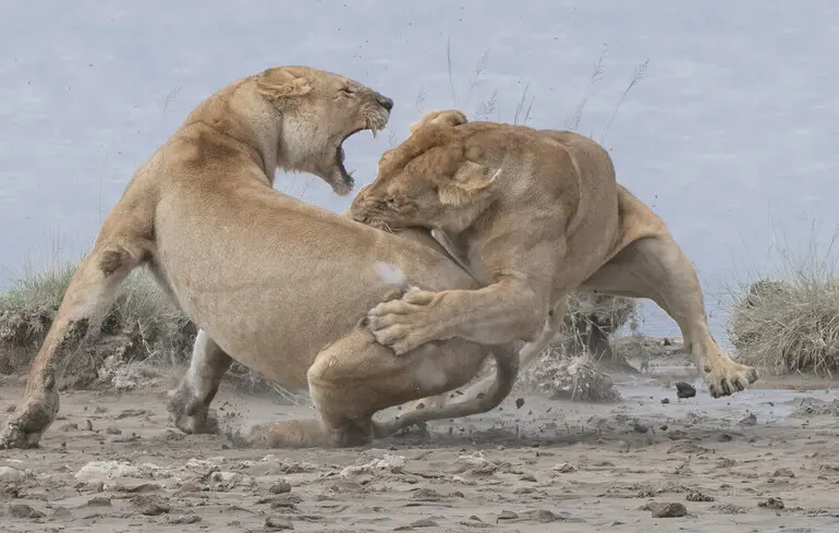 Ученые с помощью ИИ открыли новый тип львиного рыка