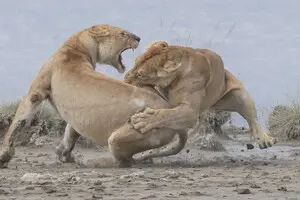 Вчені за допомогою ШІ відкрили новий тип левового рику