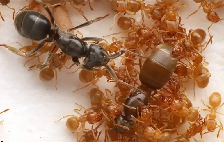 Паразиты могут заставить муравьев убить свою королеву