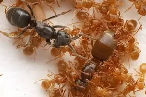 Паразити можуть змусити мурах убити свою королеву