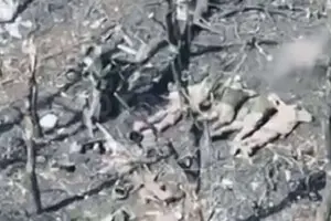 Россияне расстреляли украинских военнопленных в Донецкой области: начато расследование