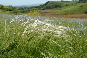 Эксперт: война обнажила критические проблемы природоохранных территорий - государство не справляется