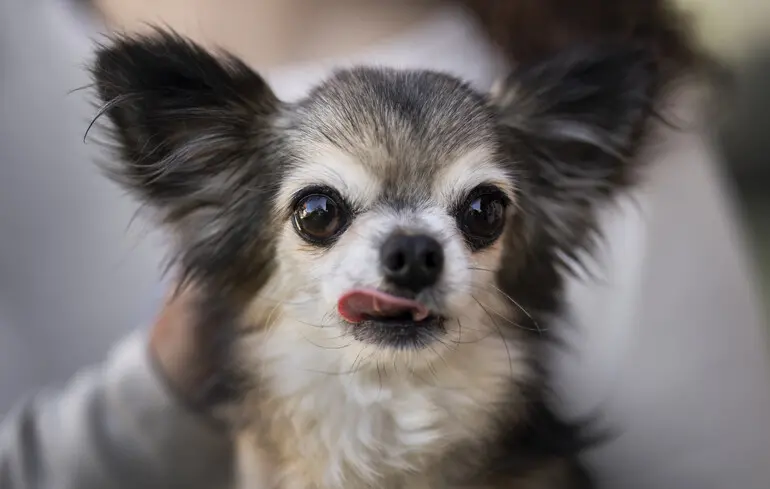 І чихуахуа: сучасні собаки зберегли ДНК вовків