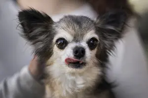 І чихуахуа: сучасні собаки зберегли ДНК вовків