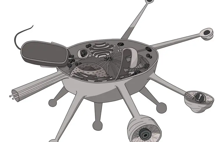 Иллюстрация организма Solarion arienae.