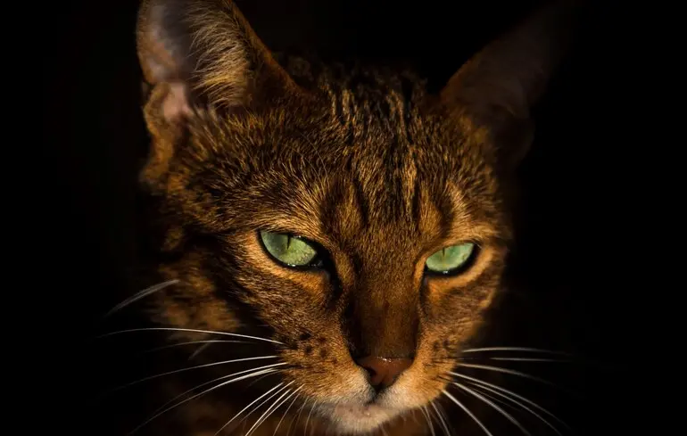 Домашні коти з'явилися в Європі на 4000 років пізніше, ніж вважалося: що виявили вчені