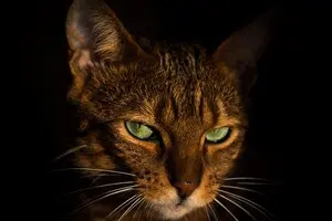 Домашні коти з'явилися в Європі на 4000 років пізніше, ніж вважалося: що виявили вчені