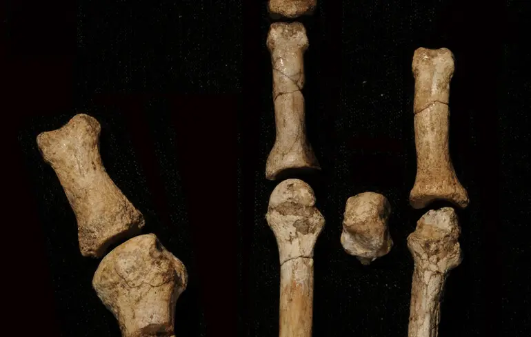 Таємницю “стопи Буртеле” розкрито: рештки належать раніше невідомому предку людини