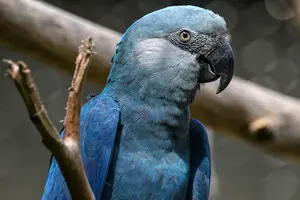 В останніх у дикій природі папуг Спікса знайшли смертельний вірус