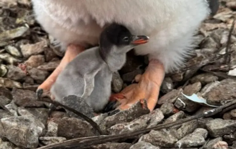 Значно раніше, ніж зазвичай: поблизу станції “Академік Вернадський” народилося перше пінгвінятко сезону