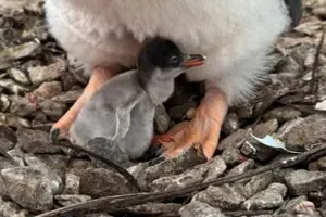 Значительно раньше, чем обычно: возле станции «Академик Вернадский» родился первый пингвиненок сезона