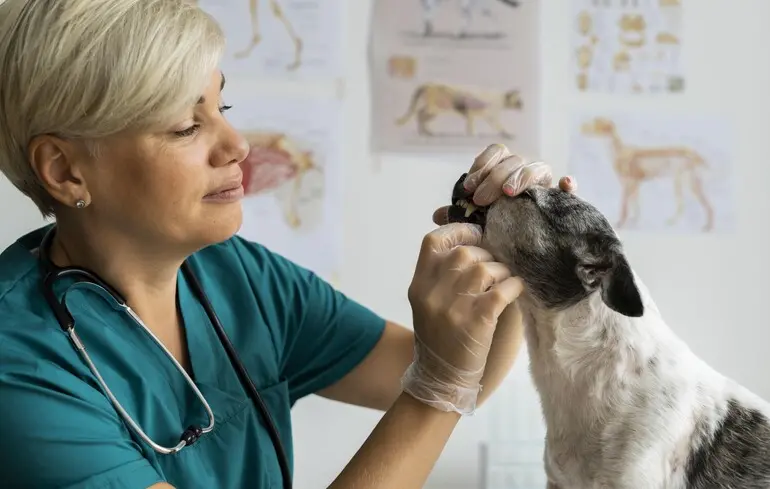 Може загрожувати і людям: у собак знайшли нову хворобу, яку переносять кліщі