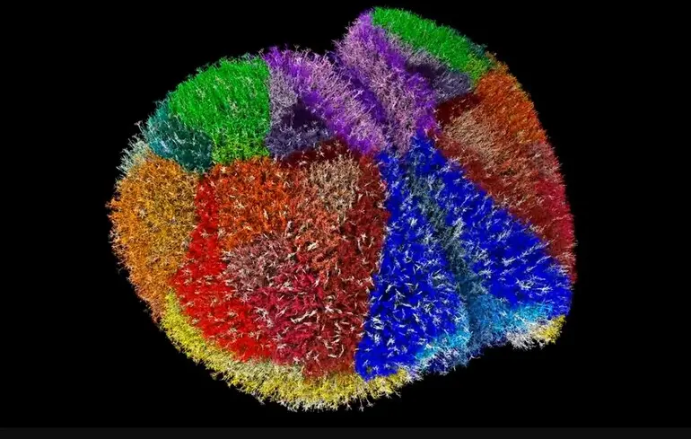 Суперкомп'ютер створив найреалістичніший віртуальний мозок