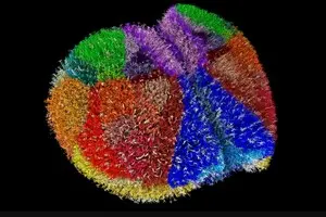 Суперкомпьютер создал наиболее реалистичный виртуальный мозг