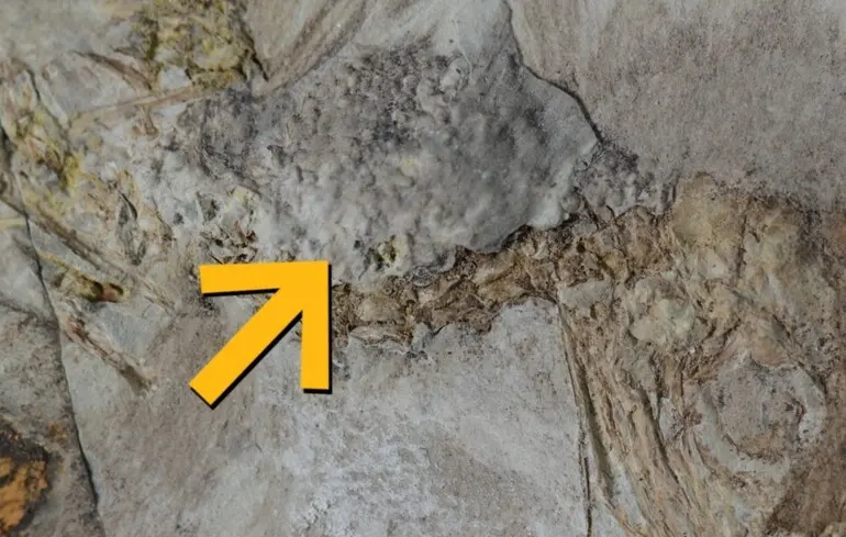 Доисторическая птица съела 800 камней и подавилась: ученые не знают, почему