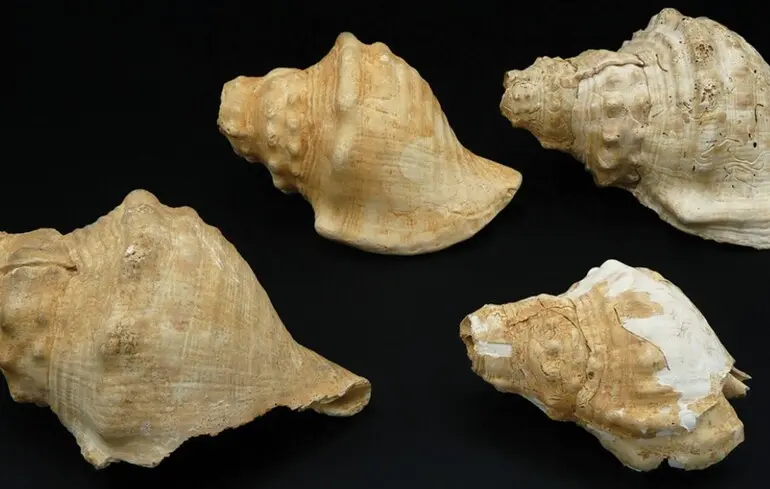 Некоторые из исследованных раковин.