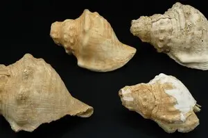 Як люди спілкувалися на відстані понад 6000 років тому: їм допомогли мушлі