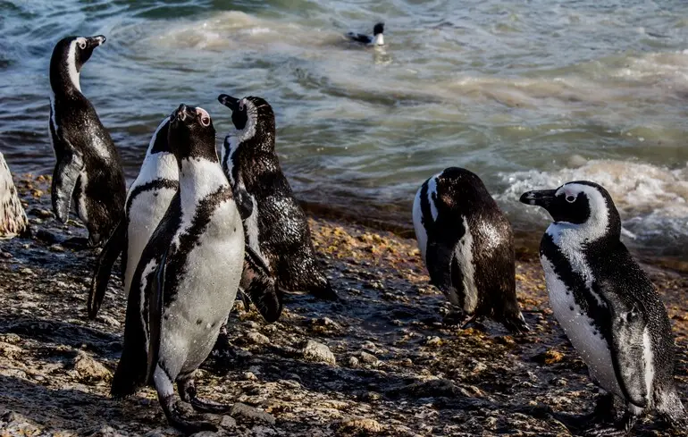 Понад 60 тисяч пінгвінів загинули в Африці: вчені розповіли, чому