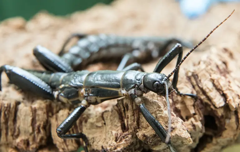 Паличник австралійський (Dryococelus australis).