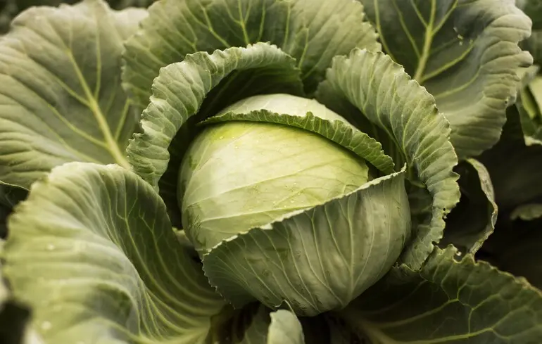 В Украине на 80% снизилась цена на один из овощей борщевого набора