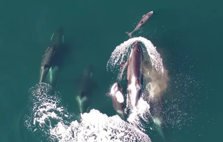 Вчені заявили про співпрацю між дельфінами і косатками, але не всі з цим згодні