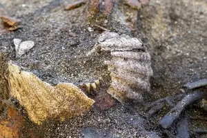 Історична загадка: археологи знайшли незвичайне поховання вікінгів