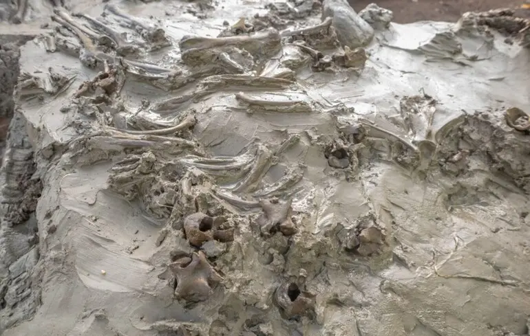 Уникальный ритуал каменного века: археологи нашли захоронение собаки с кинжалом в шведском болоте