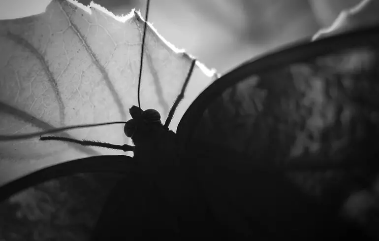 Забытые в ящиках: в лондонском музее открыли девять новых видов бабочек