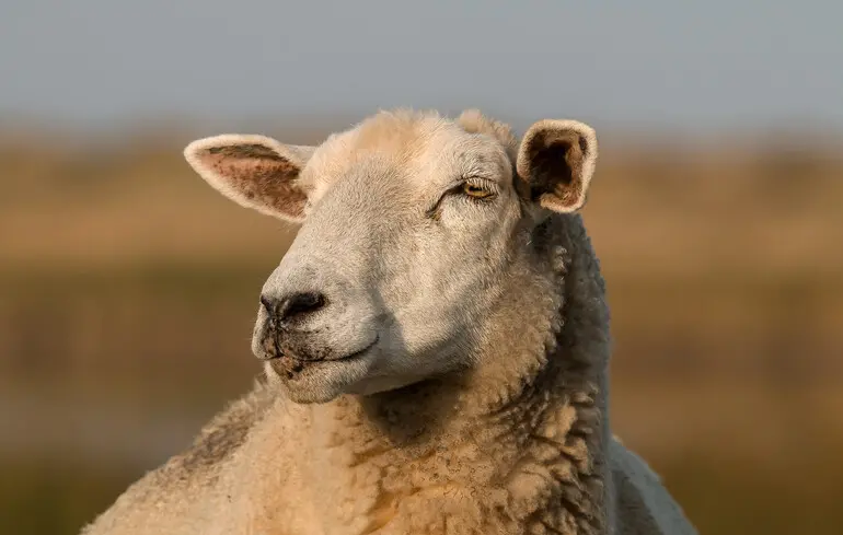 Ученые назвали переносчика древнейшей известной чумы