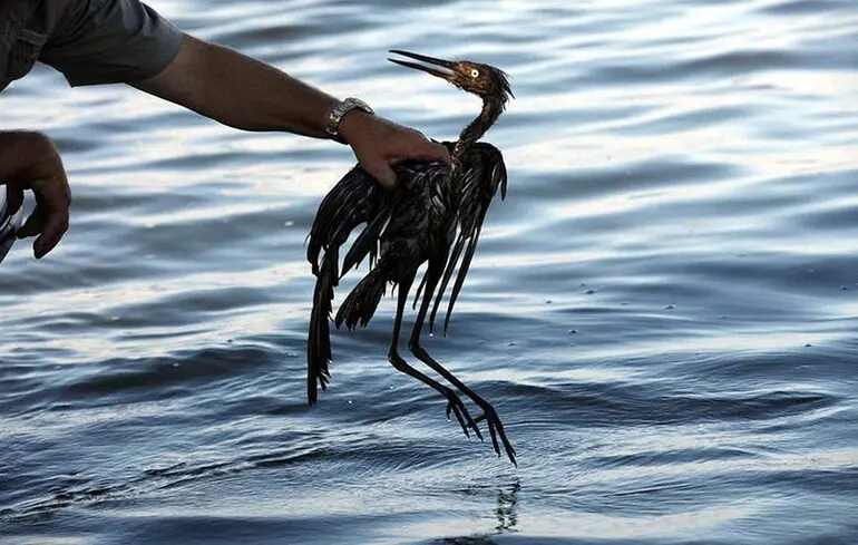 В Одессе зафиксированы признаки экологического бедствия: ГВА сообщает о жирных пятнах на море и погибших птицах