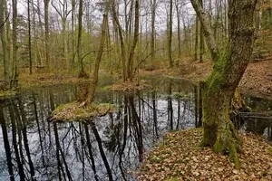 В швейцарском болоте нашли редкие кельтские золотые монеты возрастом 2300 лет