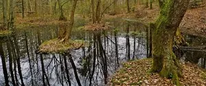 В швейцарском болоте нашли редкие кельтские золотые монеты возрастом 2300 лет