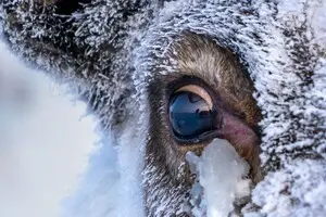 Глаза северных оленей невероятным образом меняются зимой: что происходит