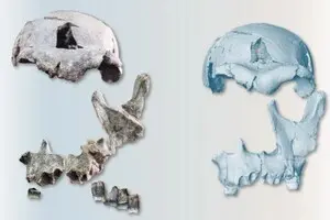 Меняет представление об эволюции людей: ученые реконструировали лицо Homo erectus