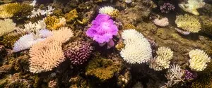 Коралловые рифы постепенно гибнут: почему 2026 год может стать приговором для мировых океанов